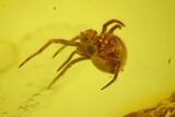 Detailed Fossil Spider (Araneae) in Baltic Amber #163459-2